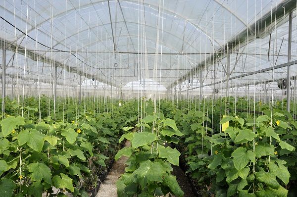 اعطای تسهیلات احداث گلخانه با نرخ سود 7 درصد و بازپرداخت 6 ساله