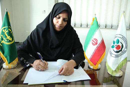 عملیات کنترل شیمیایی علیه سن مادری گندم در سطحی بالغ بر  79هزار هکتار