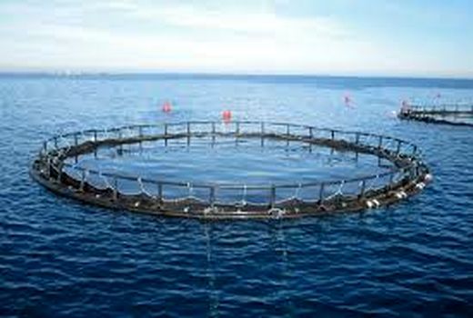 افزایش ۳ هزار و ۲۵۰ تن ظرفیت تولید ماهی پرورشی استان بوشهر