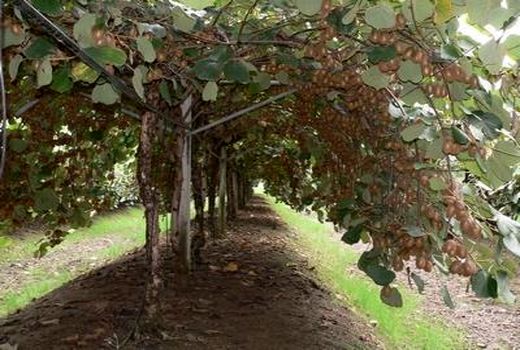 صادرات 70 درصد کیوی تنکابن به خارج از کشور