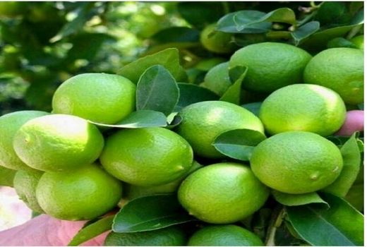 130 هزار تن لیموترش از باغات قیروکارزین برداشت می شود 