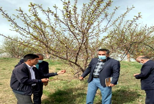 خسارت سرمازدگی در باغات شهرستان اهر