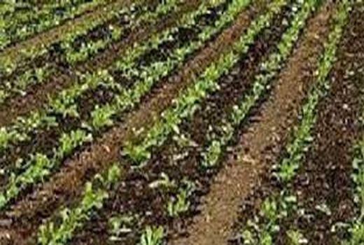 کشت چغندر قند در بیش از چهار هزار هکتار از مزارع  دزفول