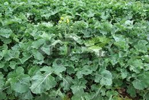 1500 هکتار مزارع کلزا گلوگاه سبز شد/ پیش بینی تولید 3000 تنی