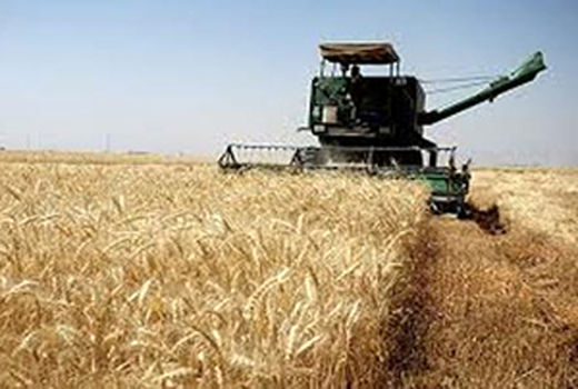 برداشت بیش از 41 هزارتن گندم در فیروزآباد