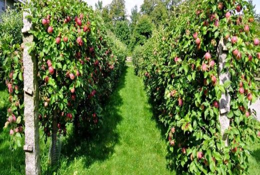 39هزار هکتار اصلاح و نوسازی باغات میوه‌های گرمسیری در سال  1400