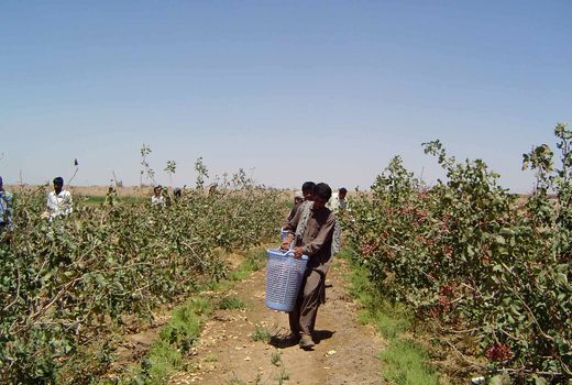 بیش از 7 هزارتن پسته در سیستان و بلوچستان برداشت شد