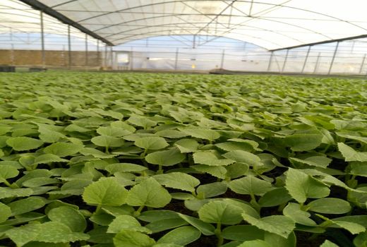 تولید سالانه 120 میلیون نشاء در گلخانه‌های کازرون