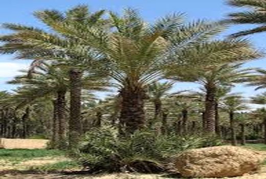 برگزاری کلاس آموزشی اهمیت خرید نهال خرما کشت بافتی سالم و استاندارد در بخش گلباف