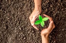 حمایت دولت ترکیه از تولیدکنندگان گندم 