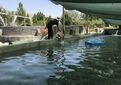 رهاسازی ۱۰ هزار قطعه بچه ماهی در گیلانغرب