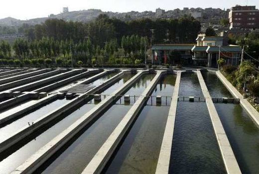 رشد صادرات آبزیان و تولید 2550 تن انواع ماهیان پرورشی در استان البرز