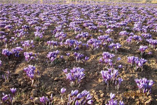 100 هکتار از اراضی رباط کریم، به زیر کشت زعفران می رود.