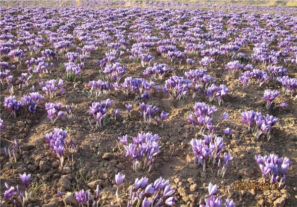 100 هکتار از اراضی رباط کریم، به زیر کشت زعفران می رود.