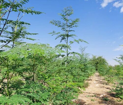 بزرگترین مزرعه مورینگای فارس گواهی "ICM " دریافت کرد