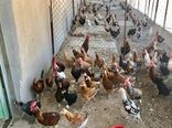 واکسیناسیون رایگان ۱۱۱ هزار قطعه طیور بومی علیه نیوکاسل
