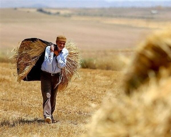 ۱۱ هزار میلیارد تومان دیگر از مطالبات گندمکاران پرداخت شد