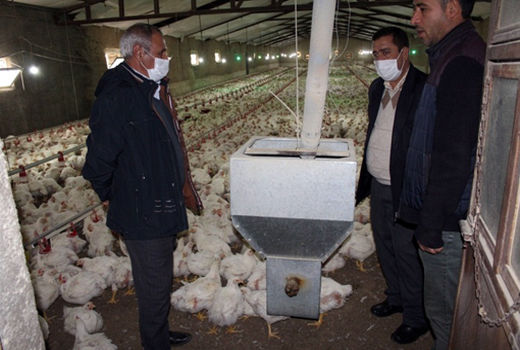 رشد 250 درصدی جوجه‌ریزی در آبان ماه در شهرستان مرند