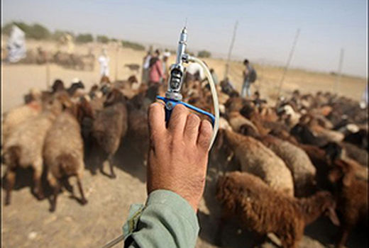 طرح واکسیناسیون دام و طیور با همکاری ناحیه مقاومت سپاه پاسداران شهرستان رابر برگزار شد