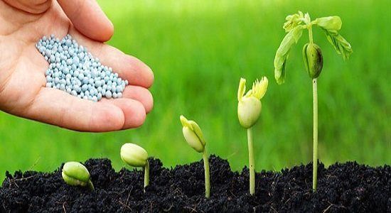 شهرستان دماوند بیشترین میزان جذب کود شیمیایی را در نیمه نخست سالجاری به خود اختصاص داد