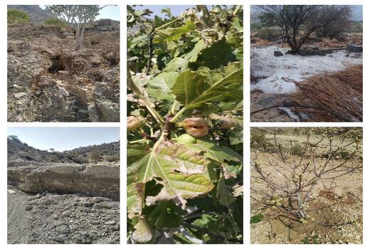 خسارت ۴۰۰ میلیاردی سیل به باغ‌های جهرم