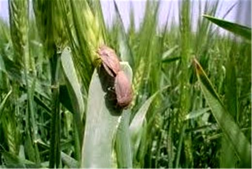 اجرای عملیات کنترل سن غلات در مزارع استان اصفهان