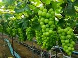 انگور گلخانه‌ای؛ راهکاری برای تنظیم بازار، عرضه نوبرانه و افزایش درآمد باغداران