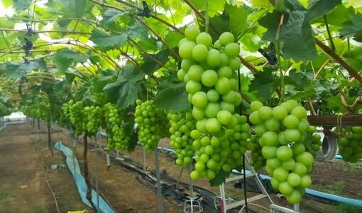انگور گلخانه‌ای؛ راهکاری برای تنظیم بازار، عرضه نوبرانه و افزایش درآمد باغداران