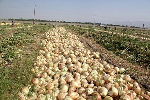 براشت پیاز در مرودشت آغاز شد