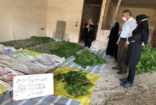 توزیع دو بسته تخم نوغان به بانوان علاقه مند به این صنعت در شهرستان بناب