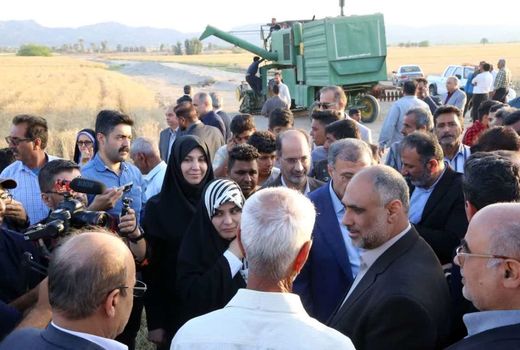 گام بلند خودکفایی گندم در دولت سیزدهم/ امسال نیاز به واردات نداریم