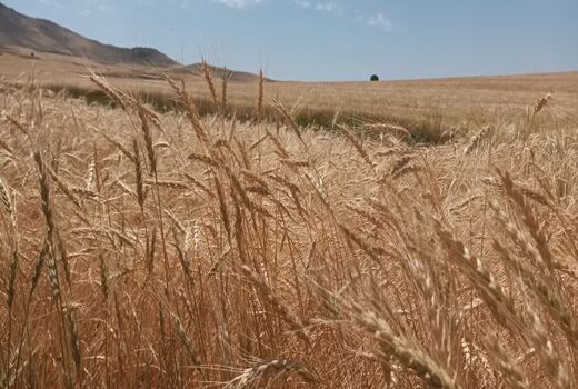 آمادگی کامل برای خرید تضمینی گندم در شهرستان مراغه