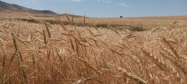 آمادگی کامل برای خرید تضمینی گندم در شهرستان مراغه