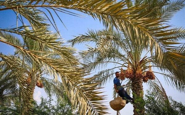 برداشت خرمای دشتستان زیر سایه خسارت باران تابستانه