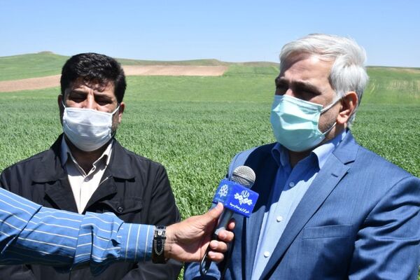 خرید 1.4 میلیون تن گندم مازاد بر نیاز کشاورزان در کشور