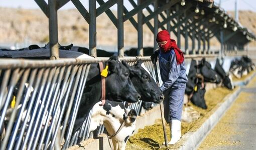 تاکید فعالان زنجیره تأمین نهاده‌های دامی بر تسریع انتقال کالا و تأمین مالی