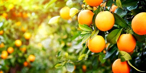صدور 6500 حواله کود های یارانه دار در قیروکارزین 