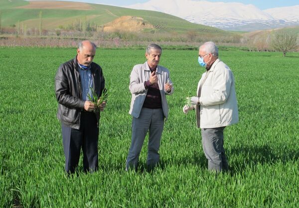مزارع گندم آذربایجان غربی از سطح سبز مطلوبی برخورداراست