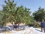آغاز برداشت بادام از باغ‌های نی‌ریز