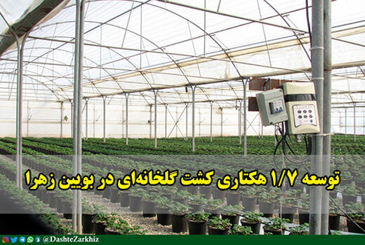 سطح کشت گلخانه‌های بویین زهرا 1.7 هکتار توسعه می‌یابد