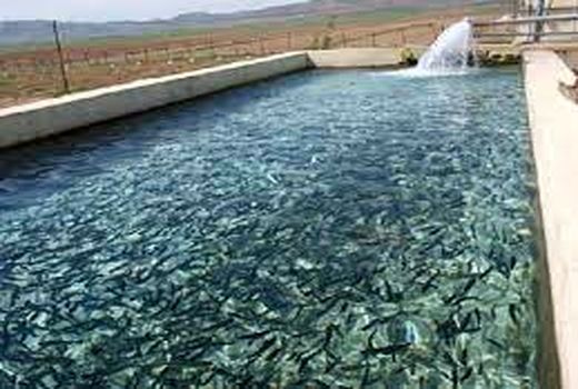 پیش بینی صید ۱۲۰ تن ماهی از استخرهای شهرستان زرند 