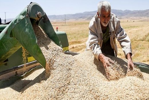 تاکنون ۳٠ هزار تن گندم از کشاورزان اصفهانی خریداری شده است