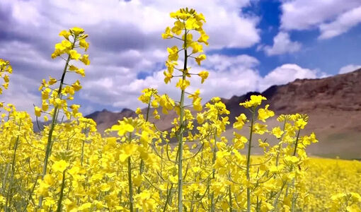 پرداخت ۹۰ درصد مطالبات کلزاکاران قزوین؛ تسویه کامل در دستور کار تعاون روستایی