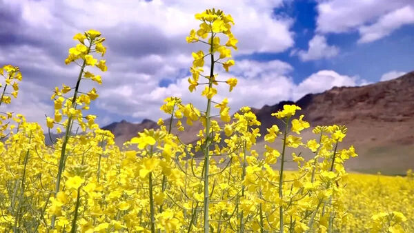 پرداخت ۹۰ درصد مطالبات کلزاکاران قزوین؛ تسویه کامل در دستور کار تعاون روستایی