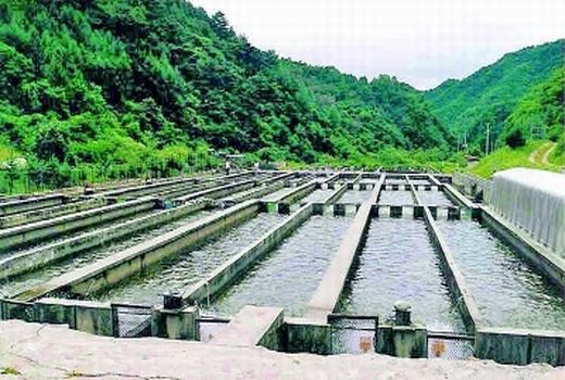 تولیدبیش از 8 هزار تن ماهی سردابی در شهرستان اردل