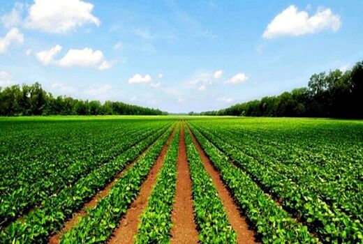 توجه کشاورزان به اطلاعیه‌های پیش‌آگاهی  مانع از خسارات اقتصادی و محیط زیستی است