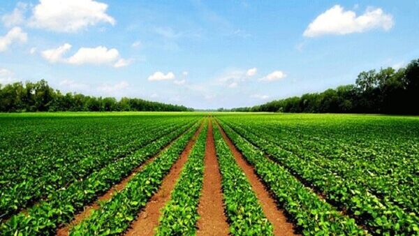 توجه کشاورزان به اطلاعیه‌های پیش‌آگاهی  مانع از خسارات اقتصادی و محیط زیستی است