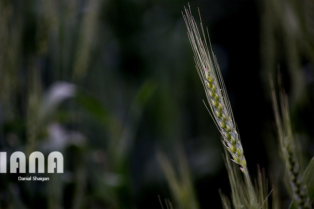 ایستگاه چندمنظوره تحقیقاتی کشاورزی ایلام