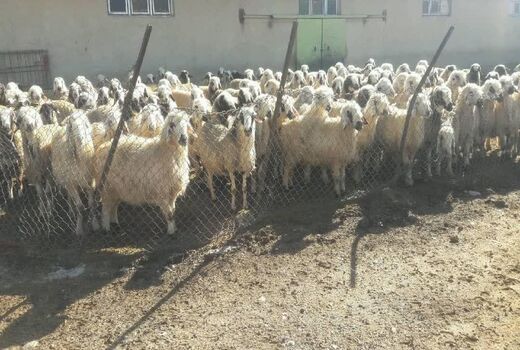 اجرای طرح اصلاح نژاد گوسفند بومی به نژاد رومانف در بخش فلارد