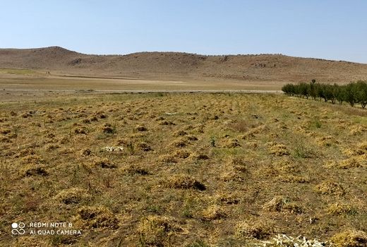 تولید 800  تن لوبیا از مزارع سپیدان